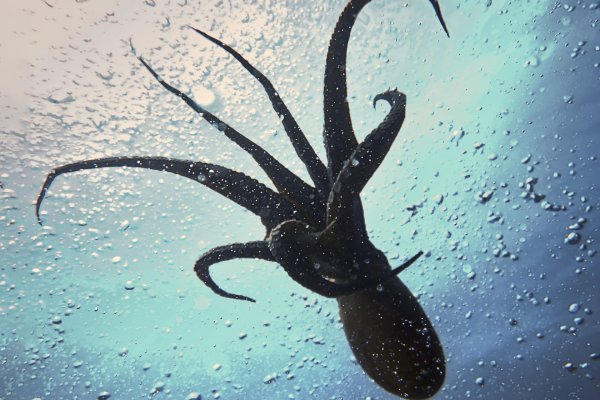 Kraken ссылка тг