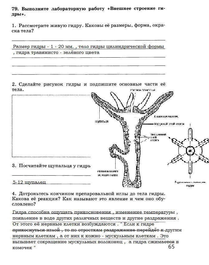 Kraken вход и ссылки