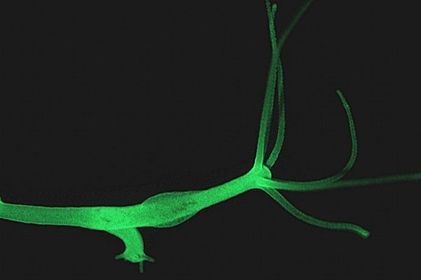Как вывести деньги с kraken