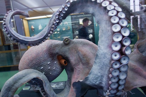 Kraken это