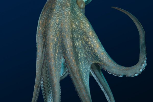 Kraken dark market