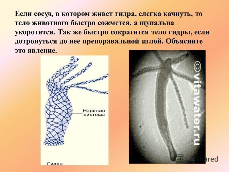 Кракен открылся